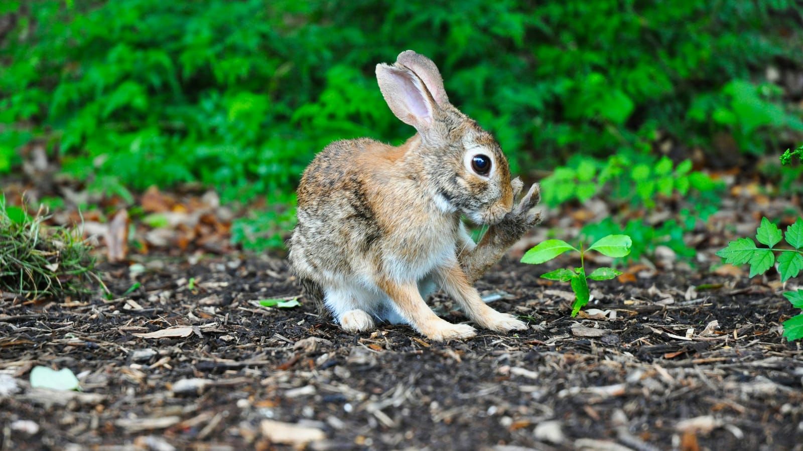 An eastern cottontail rabbit sitting in a mulched garden bed beside a young seedling, right at the height where rabbits do their feeding