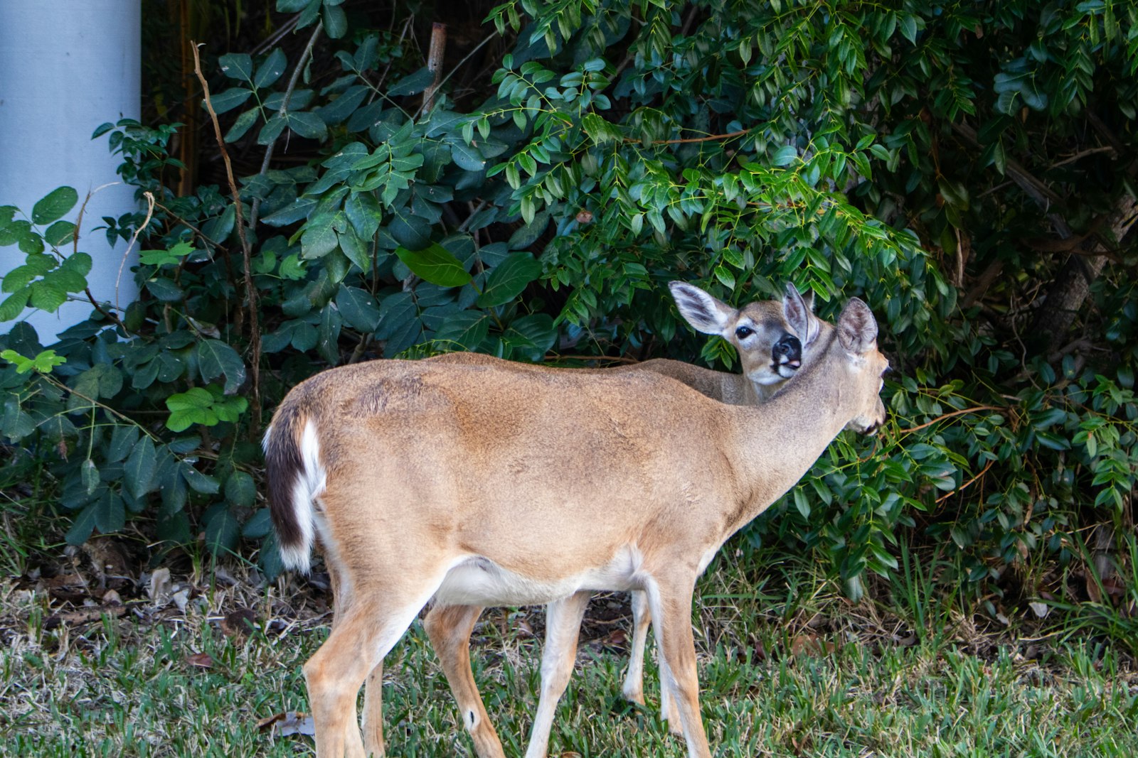 A whitetail deer browsing foundation shrubs against the side of a home, the most common way Stag Stop customers first notice deer damage