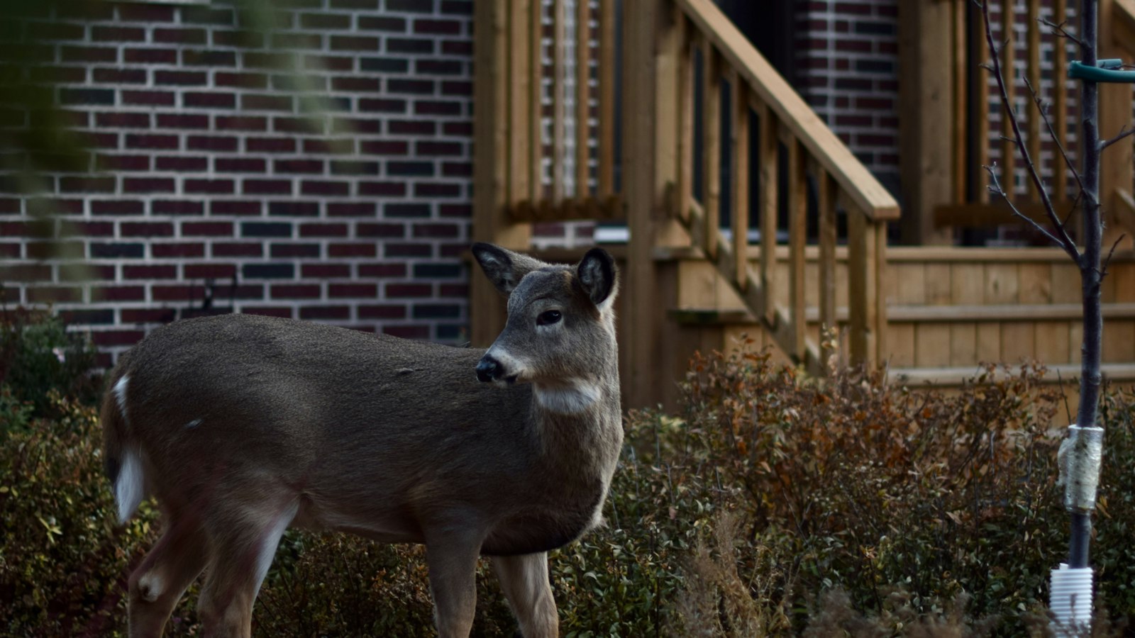 A white-tailed deer standing in the foundation shrubs beside a front porch, the kind of close-to-the-house browsing Cincinnati homeowners see in fall