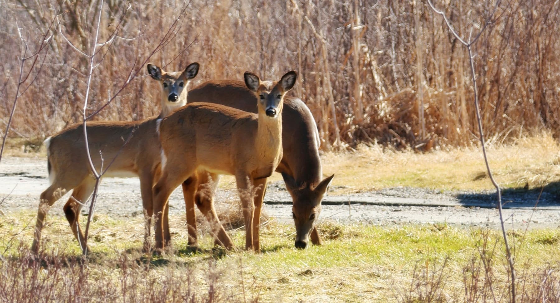 A group of white-tailed deer at the edge of a neighborhood road, the growing pressure Stag Stop was started to answer