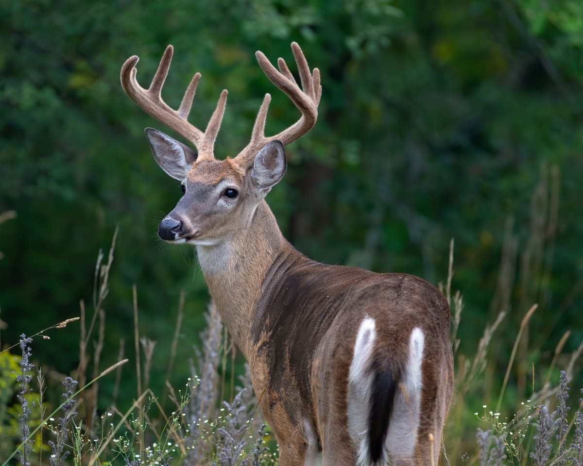 A close-up of a white-tailed deer buck in summer velvet, the animal behind the browsing damage