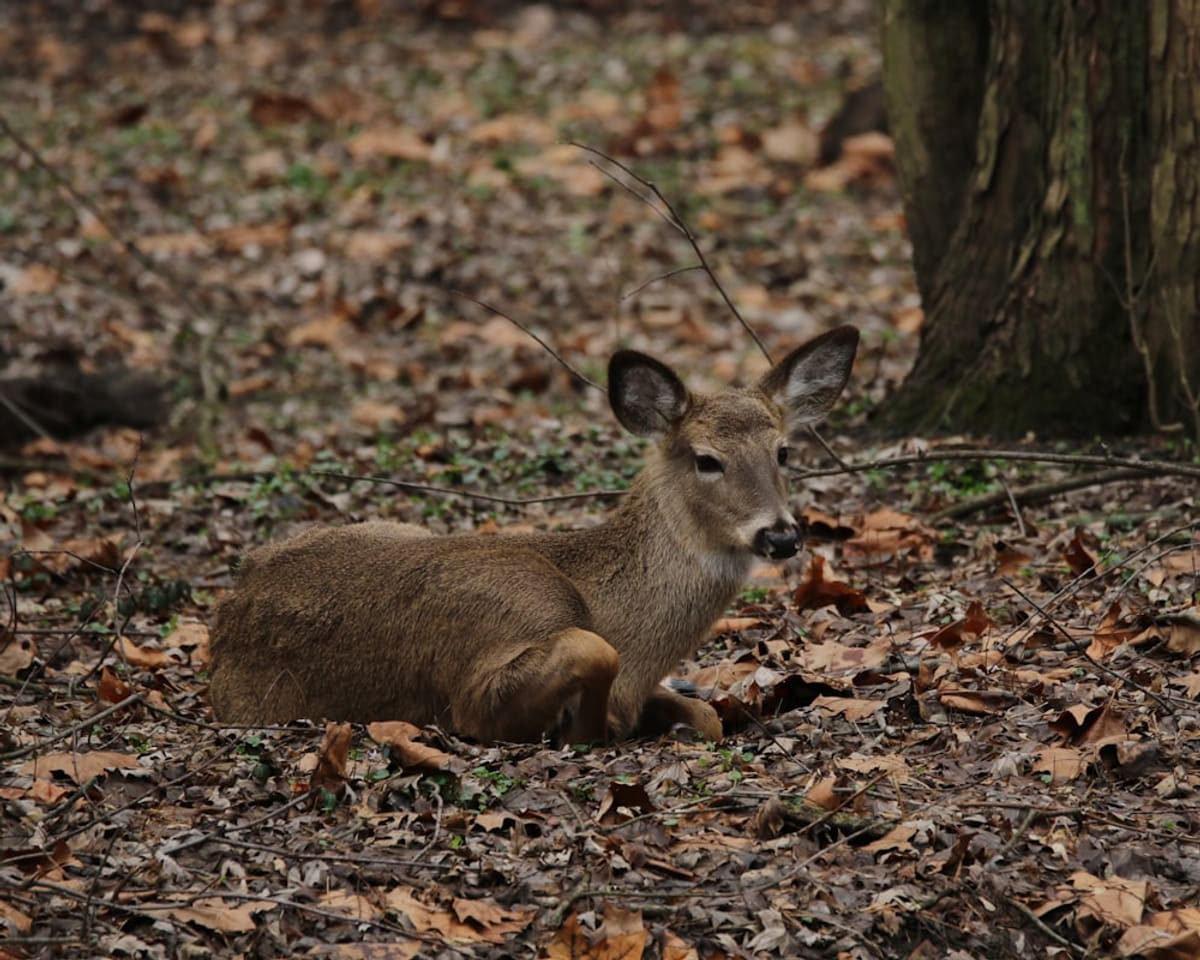 Deer browsing at the edge of a planted area, the behavior that creates a browse line