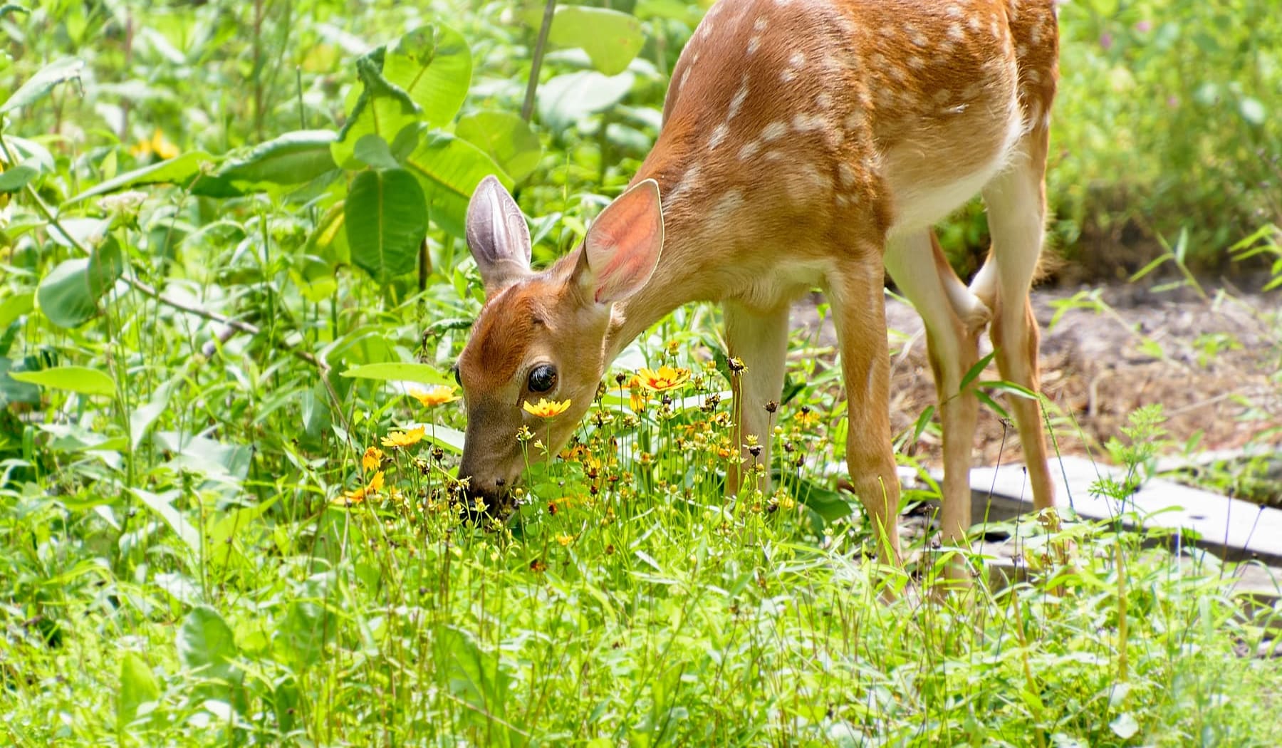 A white-tailed deer feeding on flowers in a garden bed, the browsing damage Stag Stop is hired to reduce