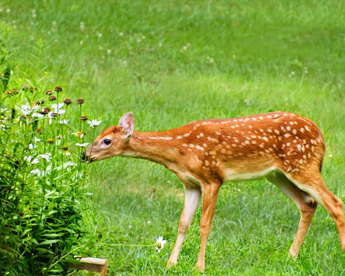 A white-tailed deer fawn feeding on garden flowers in late summer