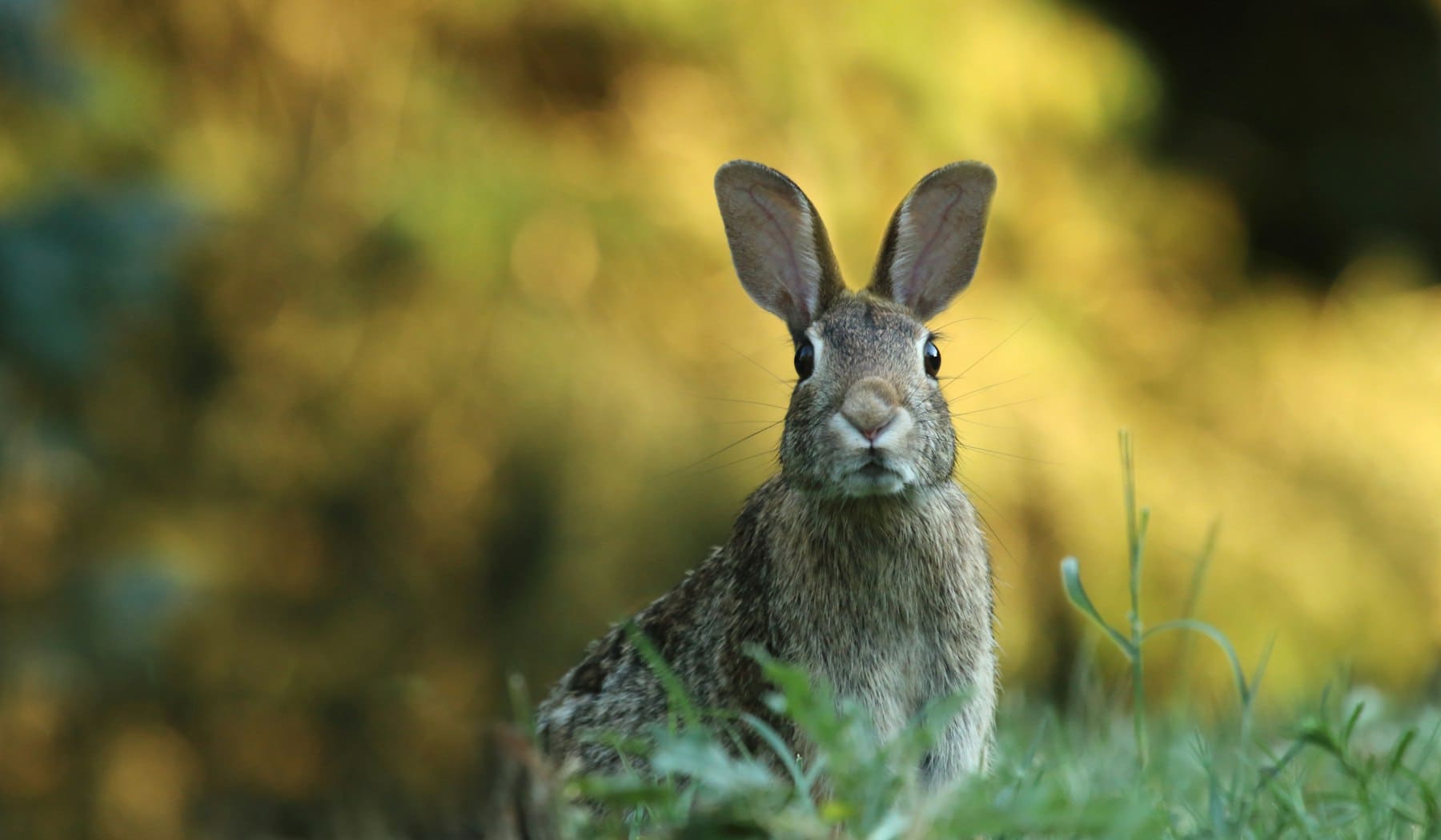 A wild rabbit in a garden bed, a common source of low ground level plant damage