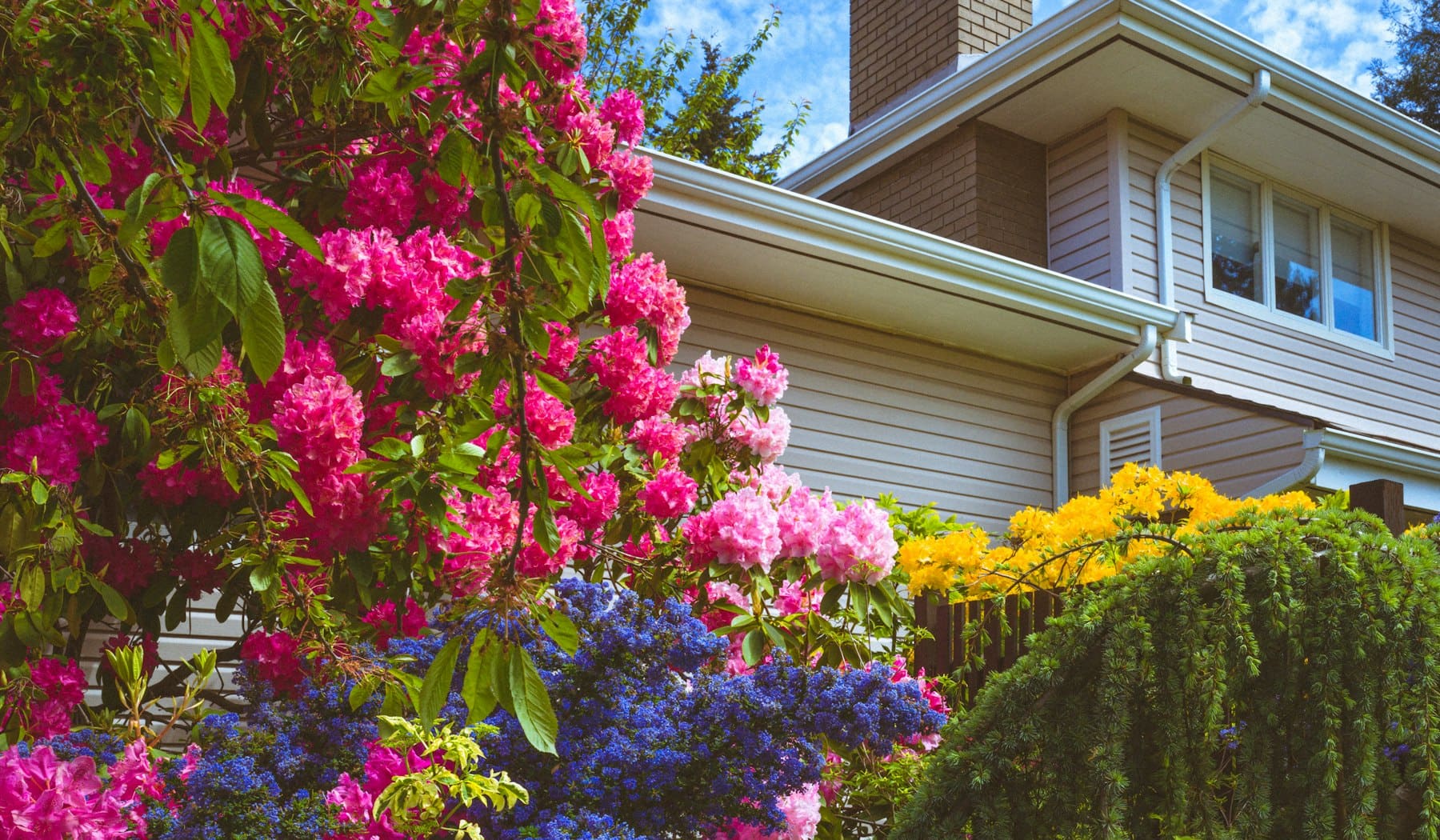 A residential yard with foundation plantings protected by scheduled deer repellent treatment