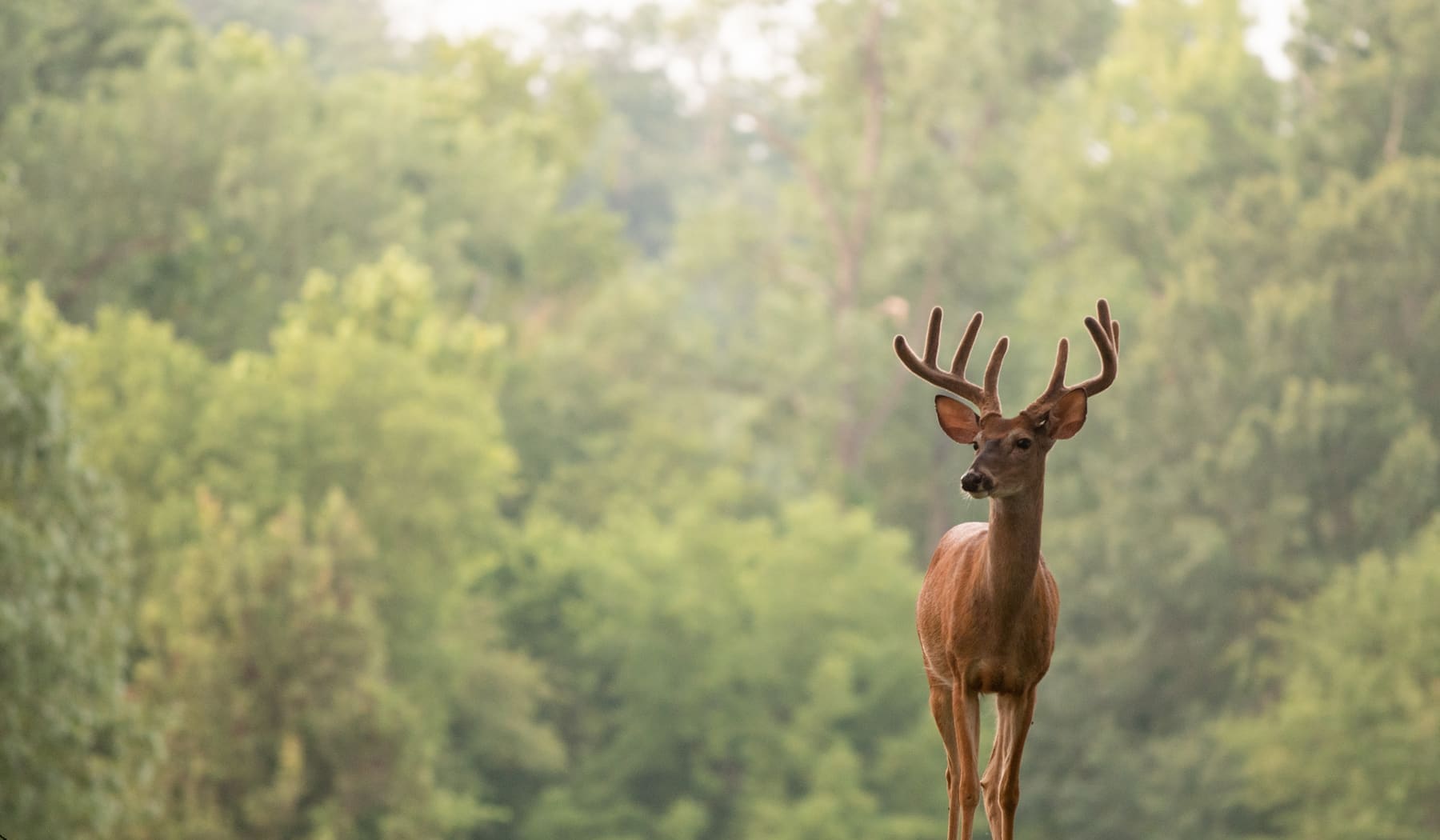 A white-tailed deer at a wooded edge, the habitat that borders most properties Stag Stop treats across greater Cincinnati and Northern Kentucky