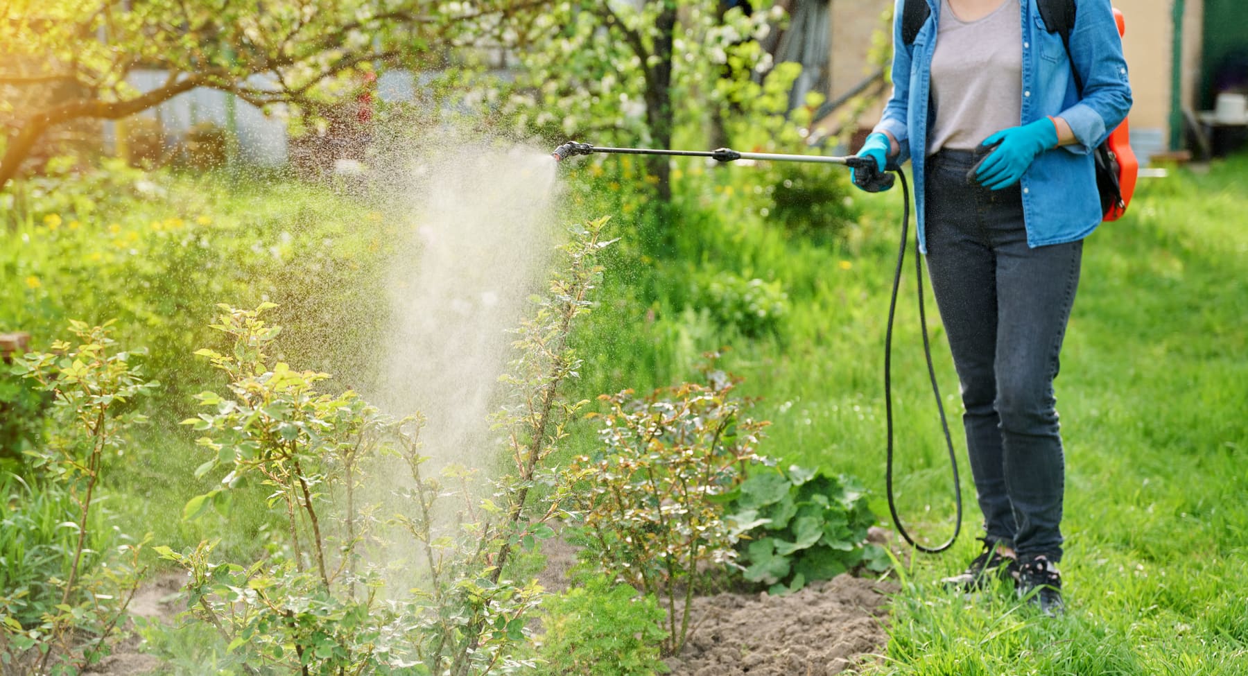 A technician applying repellent to shrubs with a backpack sprayer, the core of every Stag Stop visit