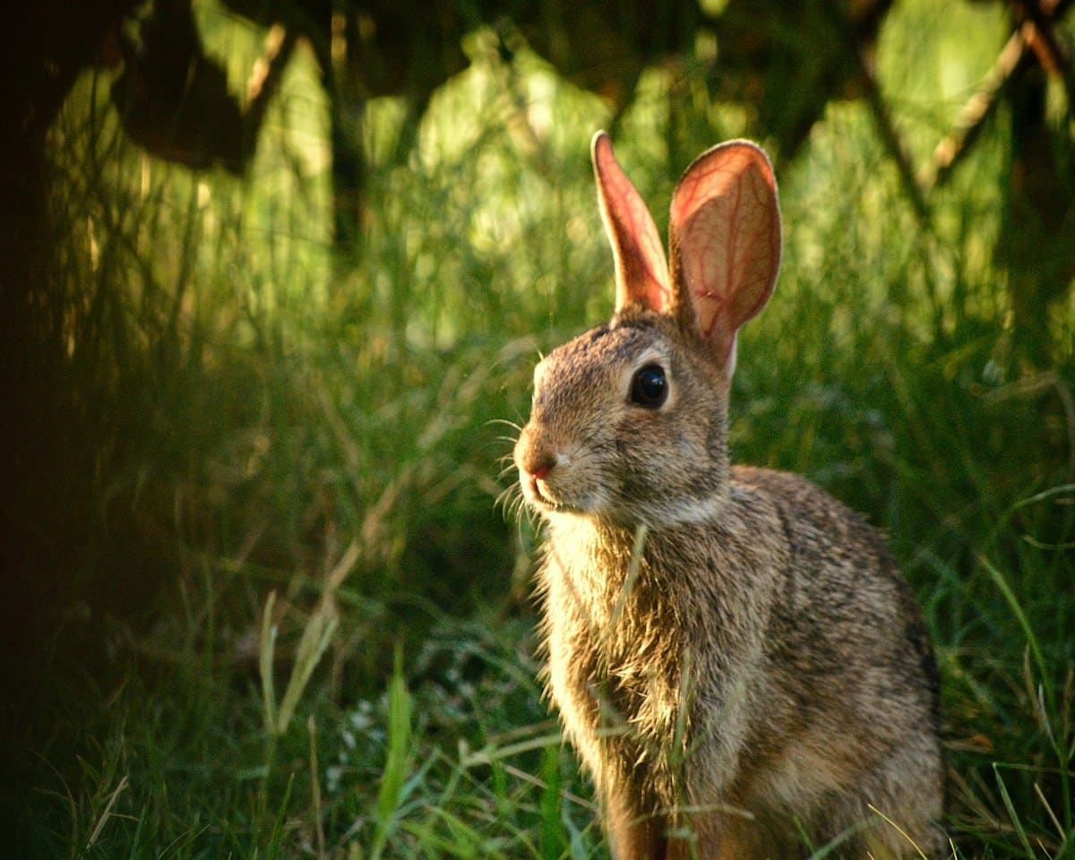 A rabbit feeding at ground level where stem damage occurs