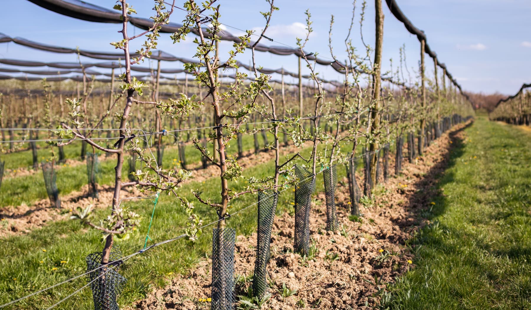 Rows of orchard trees on a rural property where deer browsing damages young stock