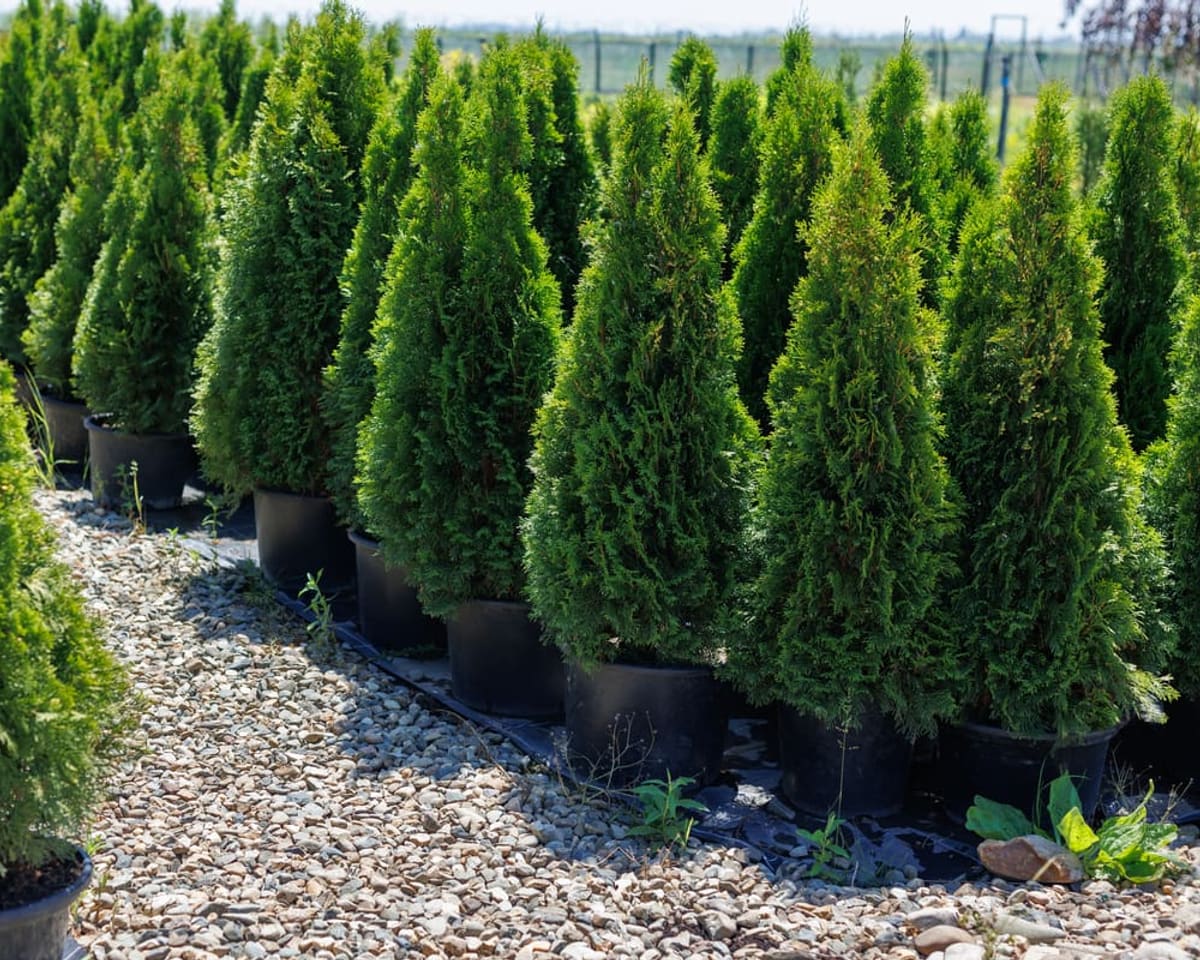 Rows of young arborvitae in a nursery, the evergreen deer strip first in late fall