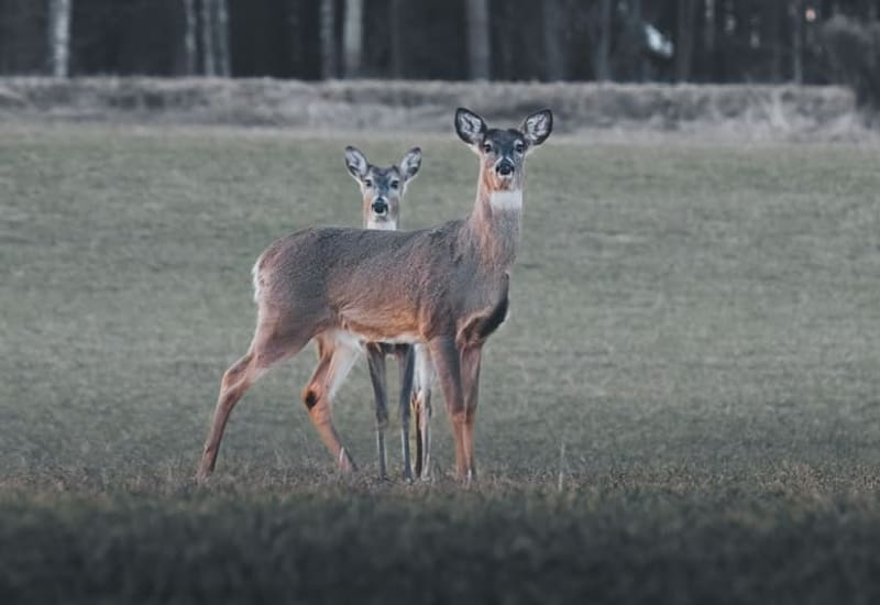 Deer repellent service for residential and commercial landscaping