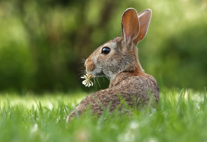 Rabbit repellent service for garden beds and new plantings