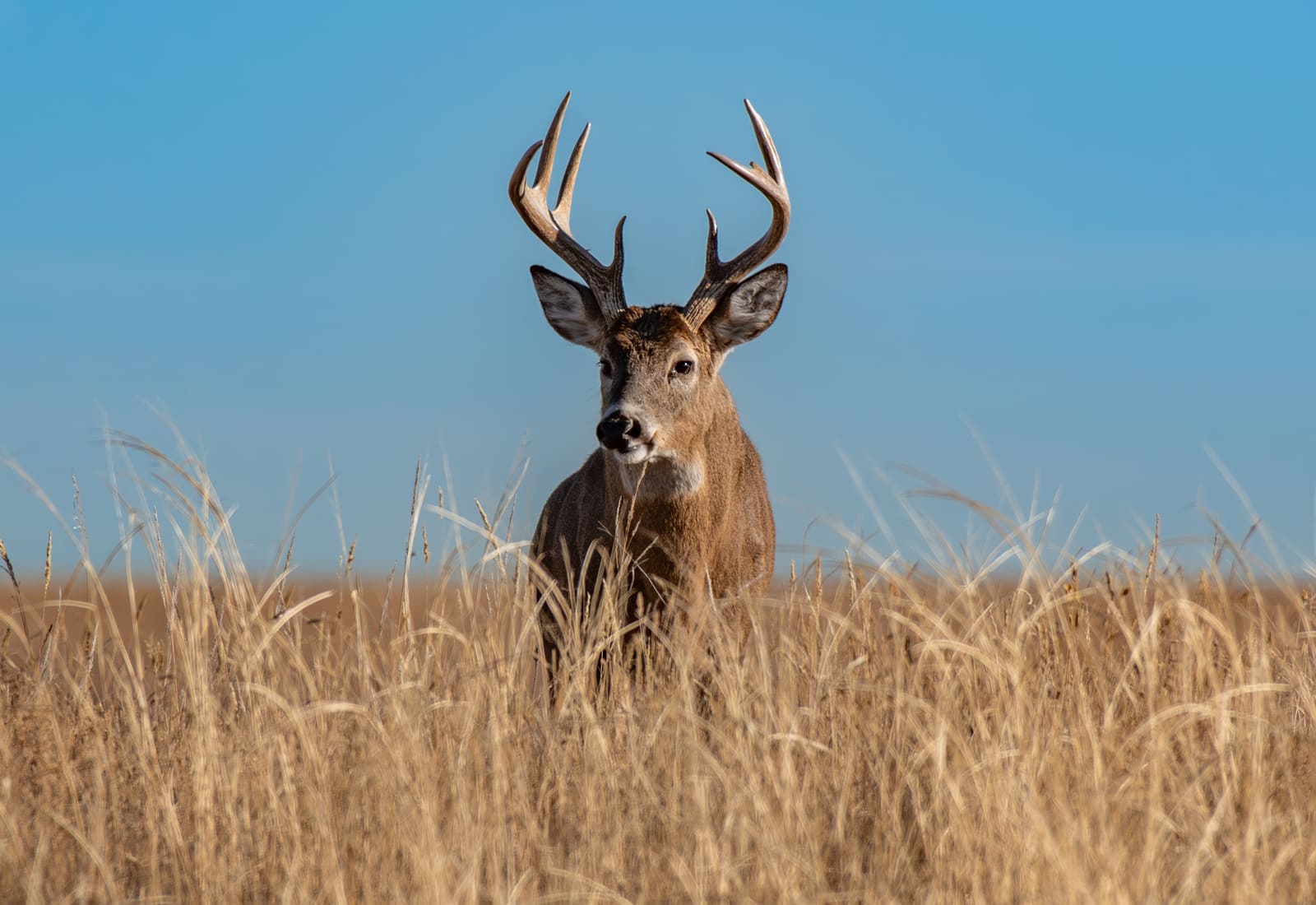 A white-tailed deer buck standing in a dry farm field, the browsing pressure rural and orchard properties face