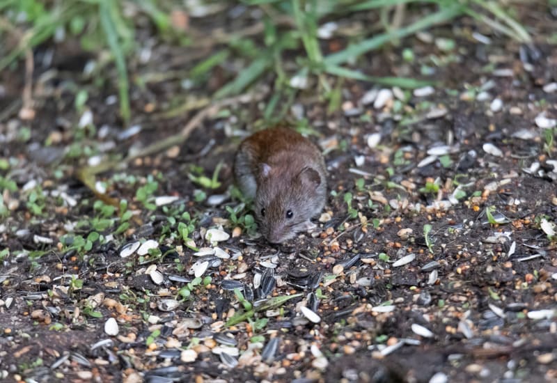 A small vole foraging on the ground in a Cincinnati area yard
