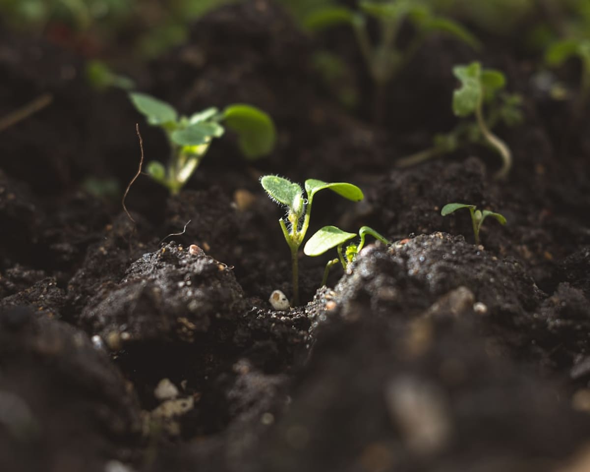 Walking a property to identify which plantings are most at risk